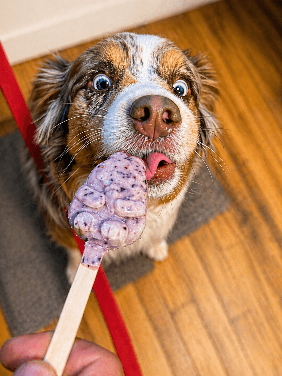 Happy pet enjoying Petscream